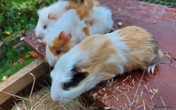 Guinea Pig rodents for sale: Beautiful Baby Guinea Pigs - Image 8