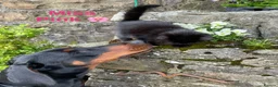 Domestic Shorthair cats for sale: ⭐️Black DSH Kittens⭐️🐾Join the waiting list!!🐾⭐️ - Advert 3