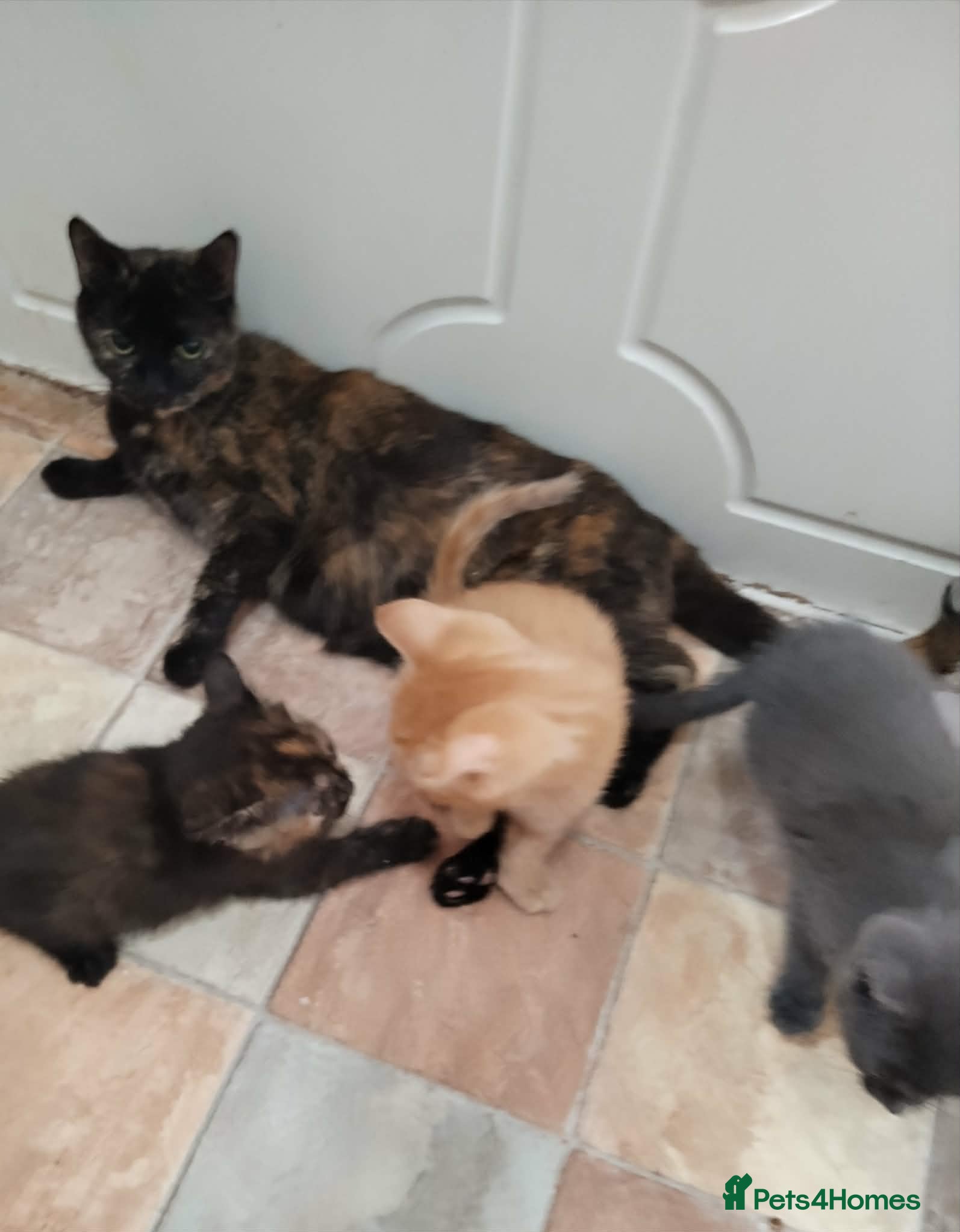 British Shorthair cats for sale: British short hair kittens in Cleckheaton - Advert 1