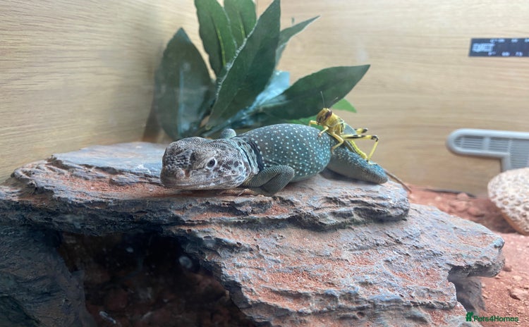 Lizard reptiles - Advert 1