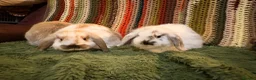 Mini Lop rabbits for sale: Minilop babies ready for new homes  - Advert 1