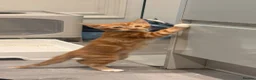 Domestic Shorthair cats for sale: Two domestic short hair ginger kittens  in Pontefract - Advert 3