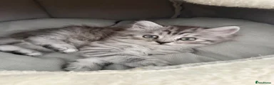 Persian 1