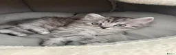 Persian cats for sale: 1/2 Persian kittens  - Advert 4