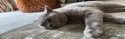 British Shorthair cats for sale: Beautiful adult british shorthair  - Advert 5