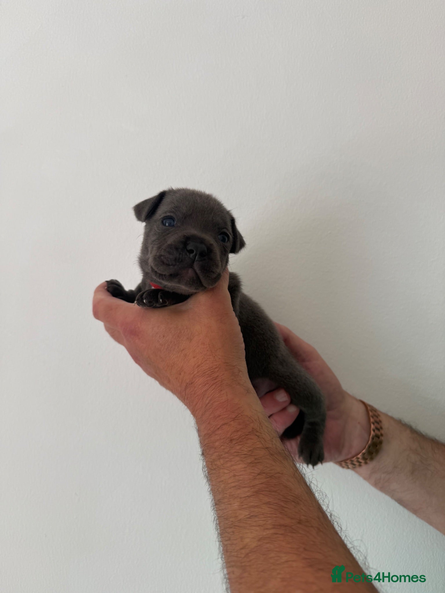 Staffordshire Bull Terrier dogs KC staffy puppies Available - Advert 3
