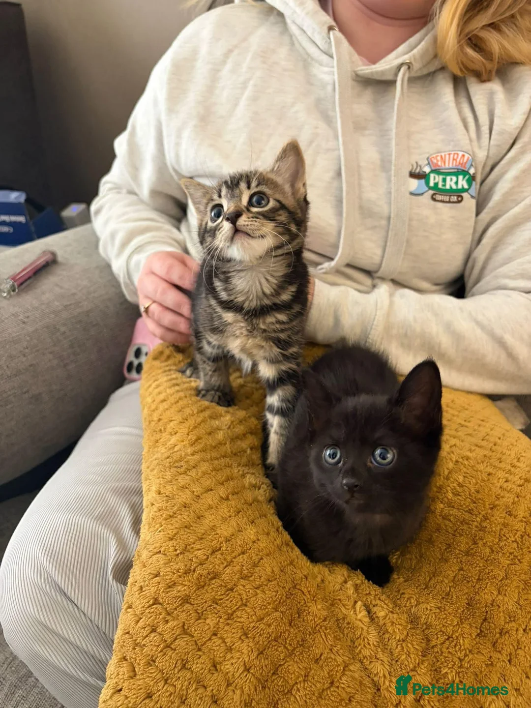 Mixed Breed cats for sale: 2 kittens for sale  in Sittingbourne - Advert 4