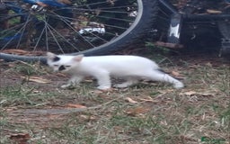 Mixed Breed cats for sale: Adorable Kittens Seeking Loving Homes - Image 8