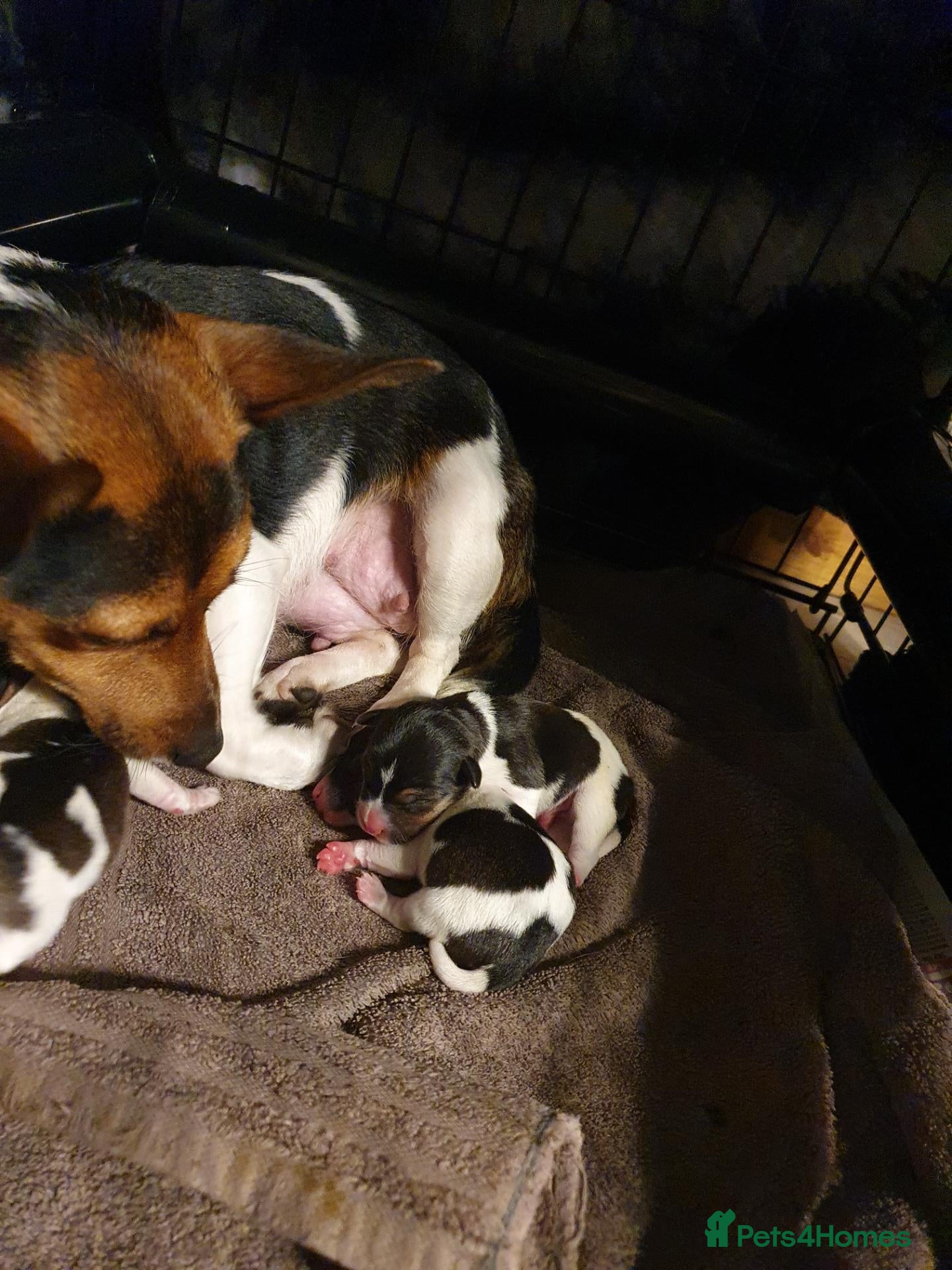 Jack Russell dogs GORGEOUS TRI-COLOURED JACK RUSSELL PUPPIES - Advert 2