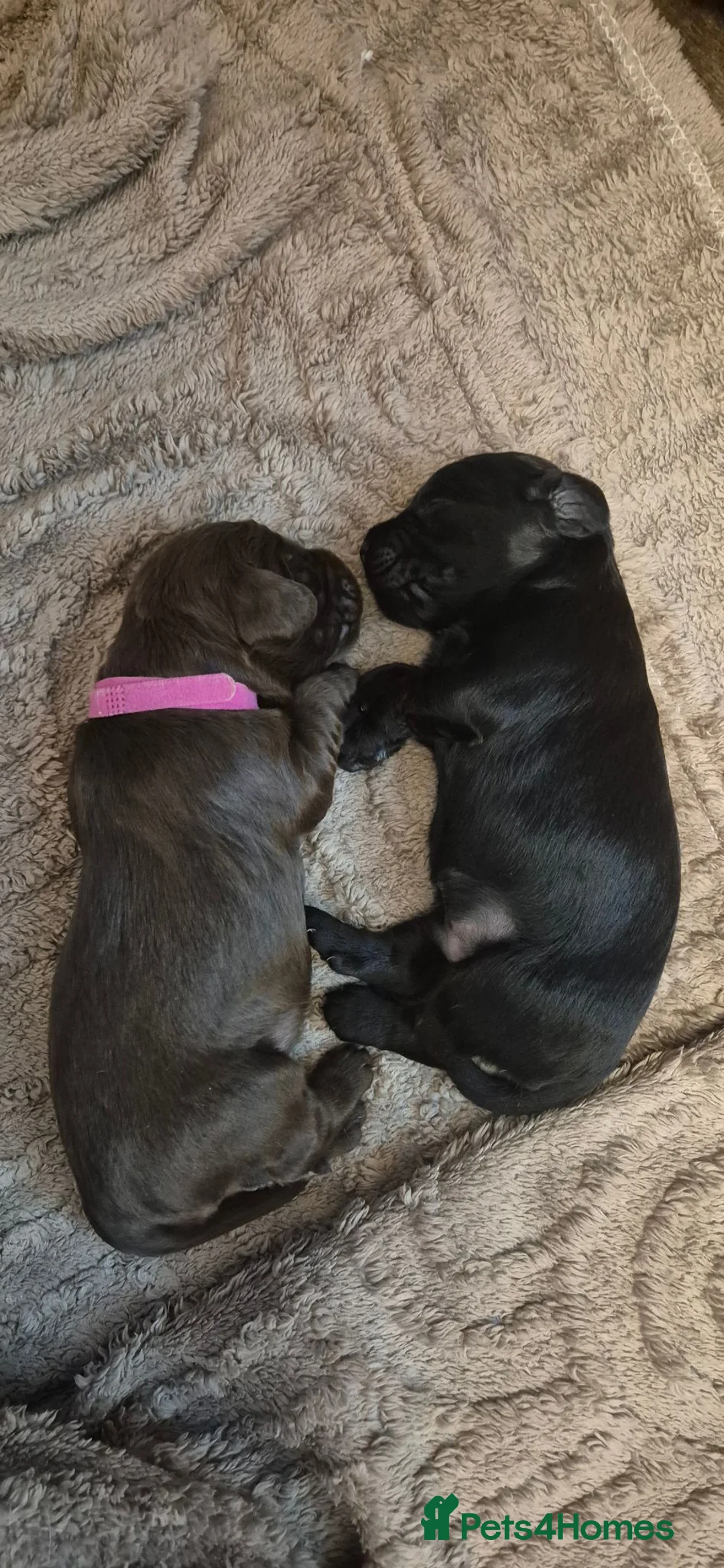 Cocker Spaniel dogs for sale: Cocker spaniel puppies for sale in Godalming - Advert 16