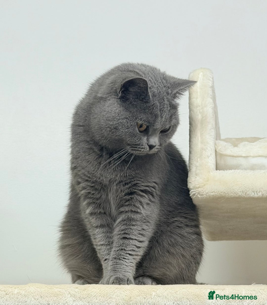 British Shorthair cats for sale: British Shorthair Girls Ready for Forever Homes - Advert 8