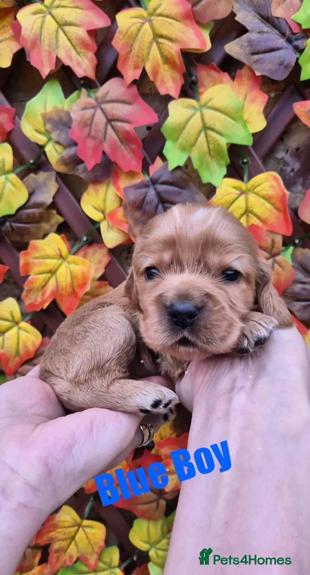 Cocker Spaniel dogs for sale: Superb golden show type cocker spaniel puppies  - Advert 5