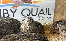 Quail poultry for sale: 🚨 COTURNIX QUAIL AVAILABLE NOW! 🐣🐥 - Image 9