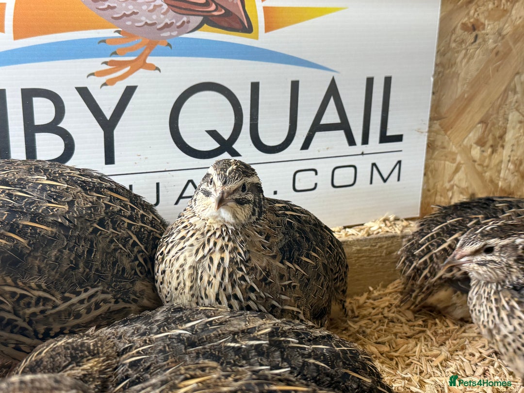 Quail poultry for sale: 🚨 COTURNIX QUAIL AVAILABLE NOW! 🐣🐥 - Image 9