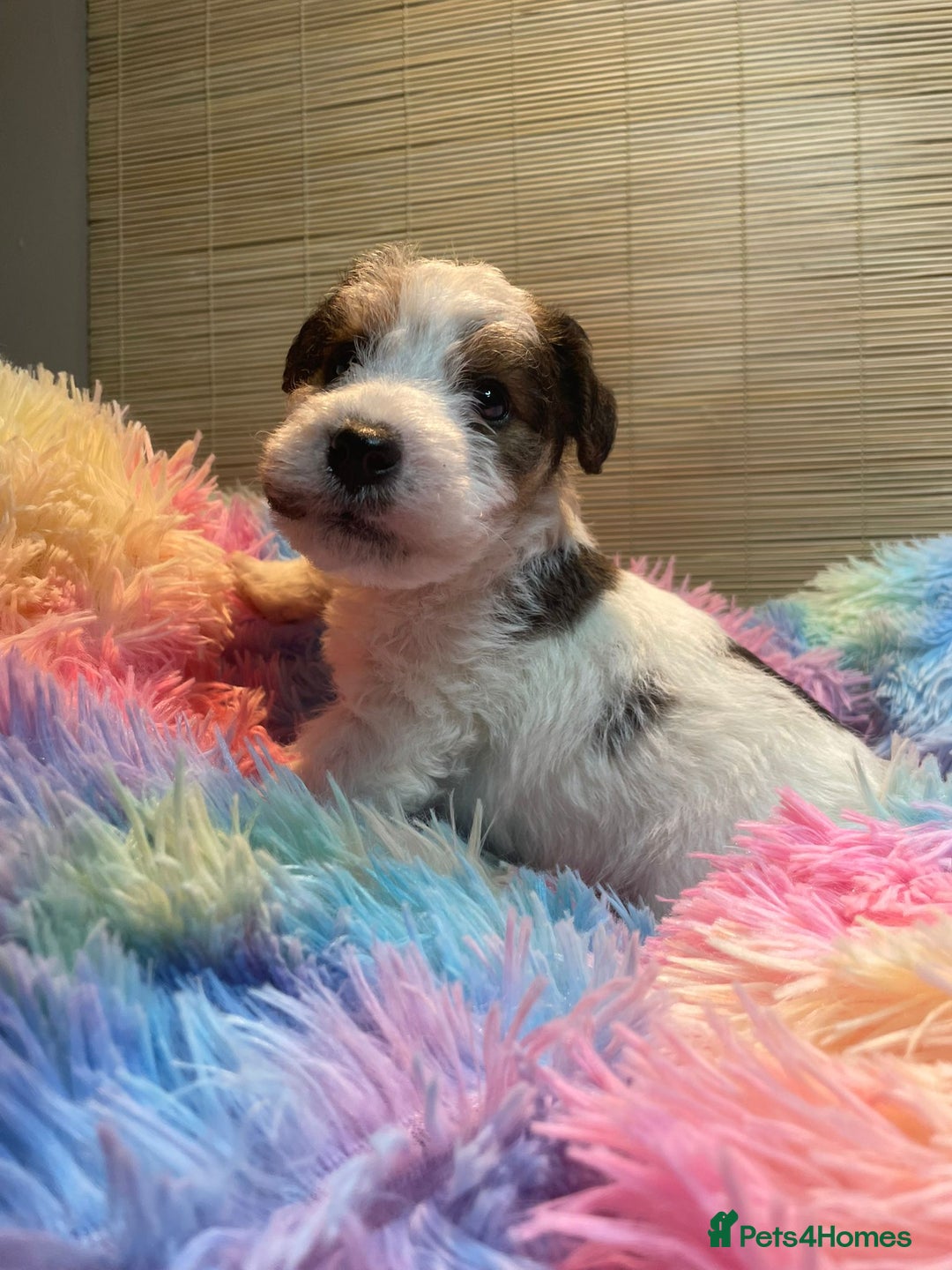 Mixed Breed dogs for sale: Wire Fox X Parsons Jack Russell Puppies for Sale - Advert 8