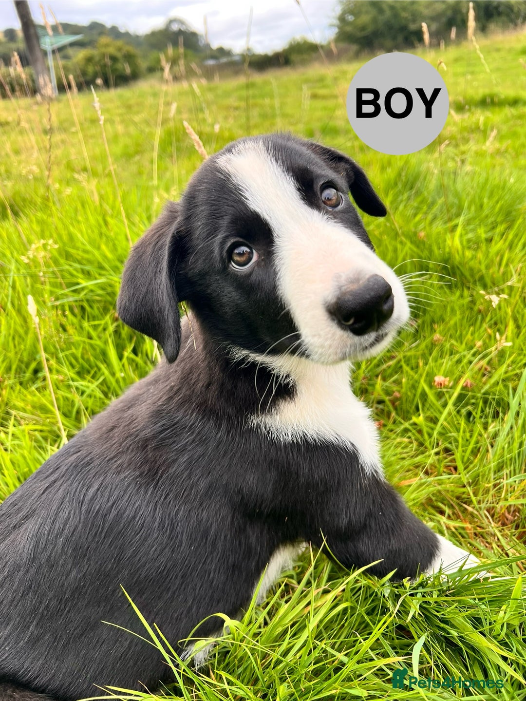 Border Collie dogs for sale: Border Collie pups looking for their forever home - Image 11