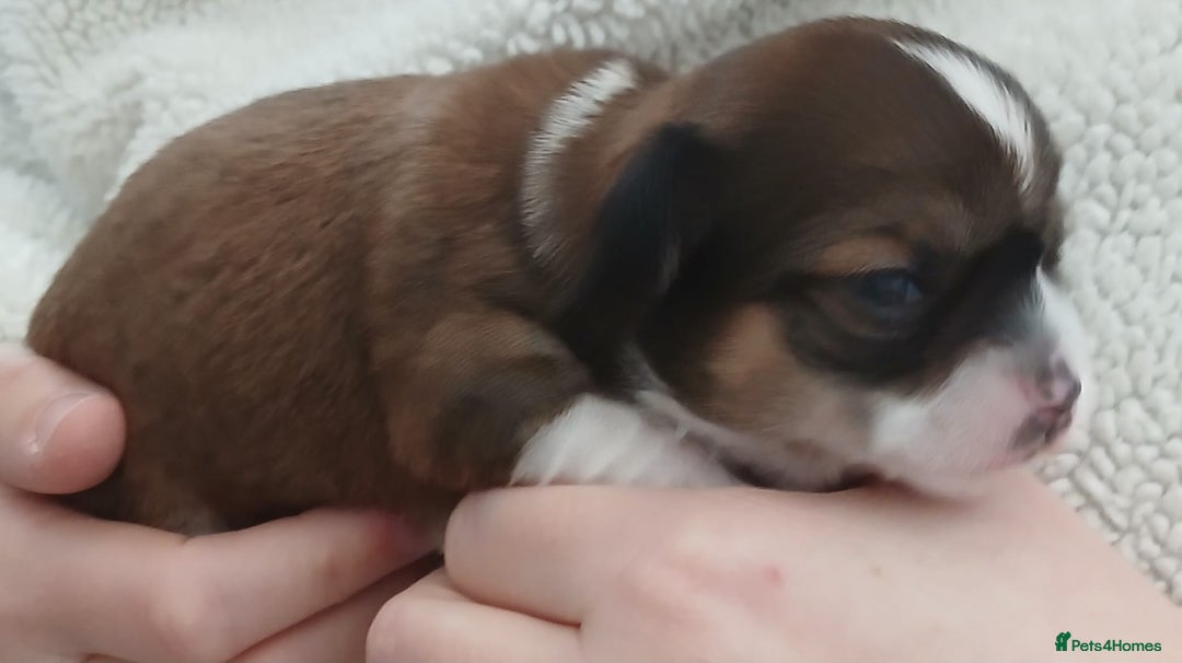 Chihuahua dogs for sale: Excellent pedigree long haired chihuahuas  - Advert 8