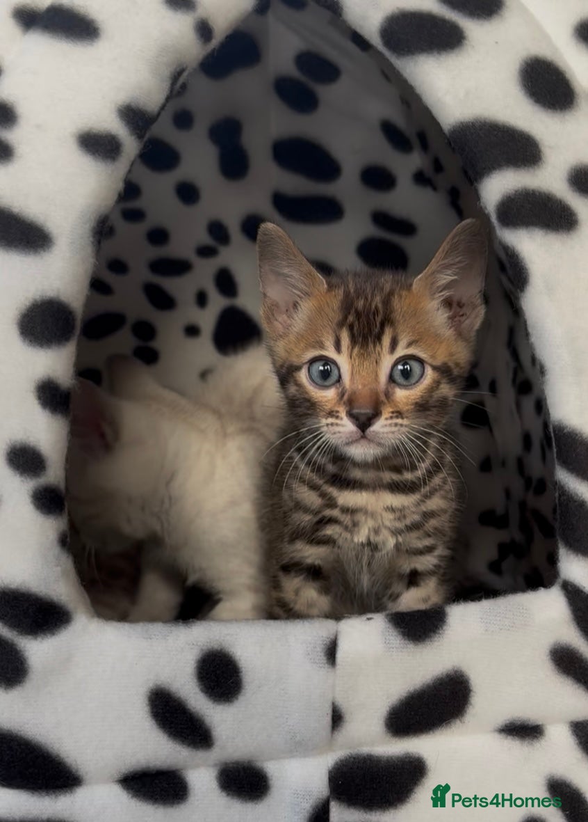 Bengal cats True to type bengal kittens - Advert 2