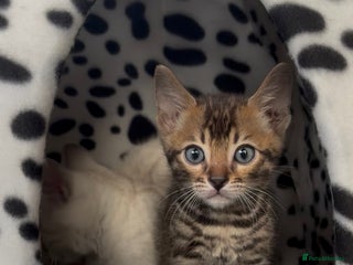 Bengal cats True to type bengal kittens - Advert 7