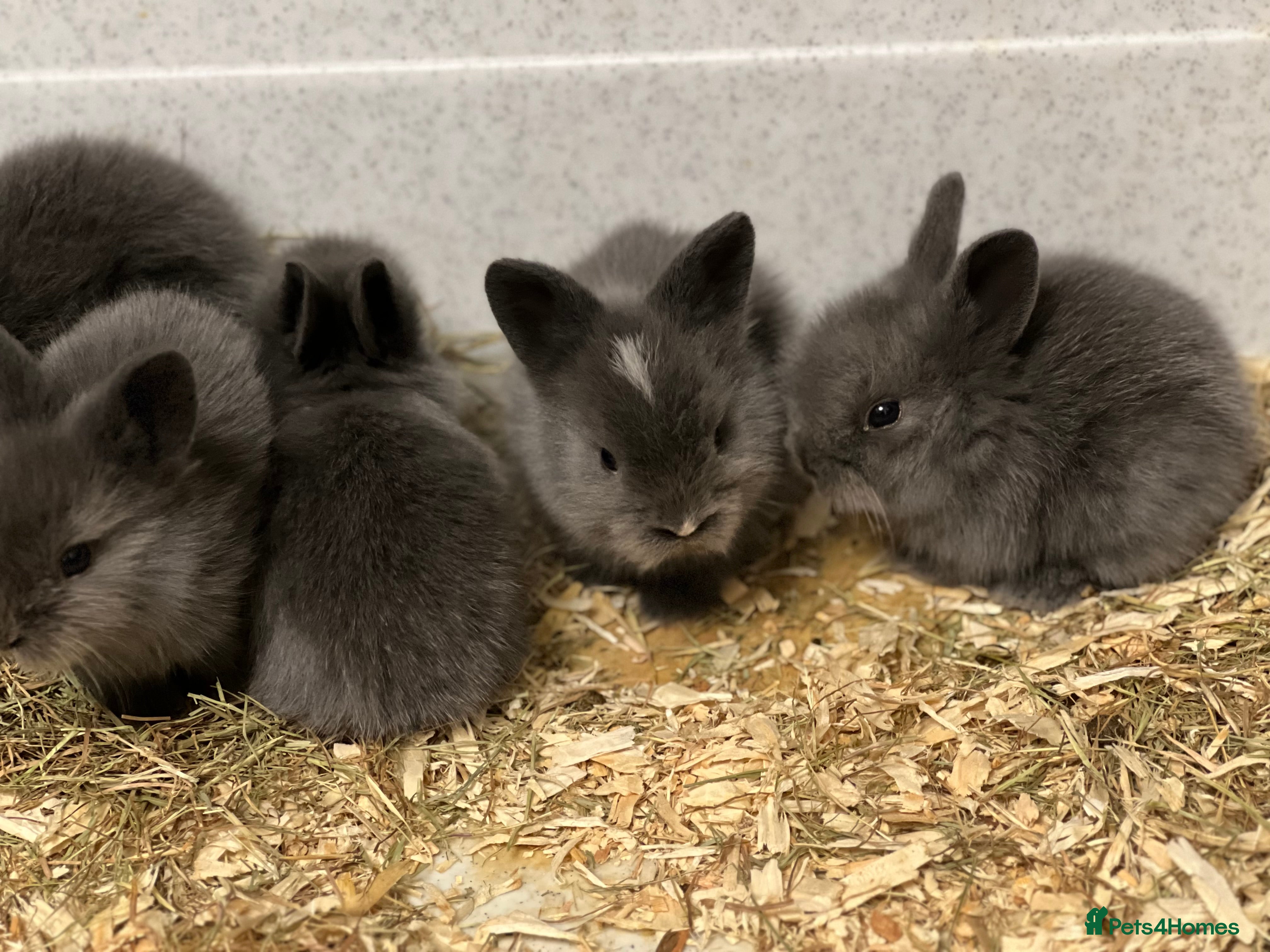 Lionhead rabbits Double Lionhead Baby Rabbits - Advert 1