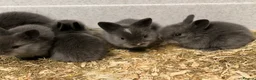 Lionhead rabbits for sale: Double Lionhead Baby Rabbits - Advert 1