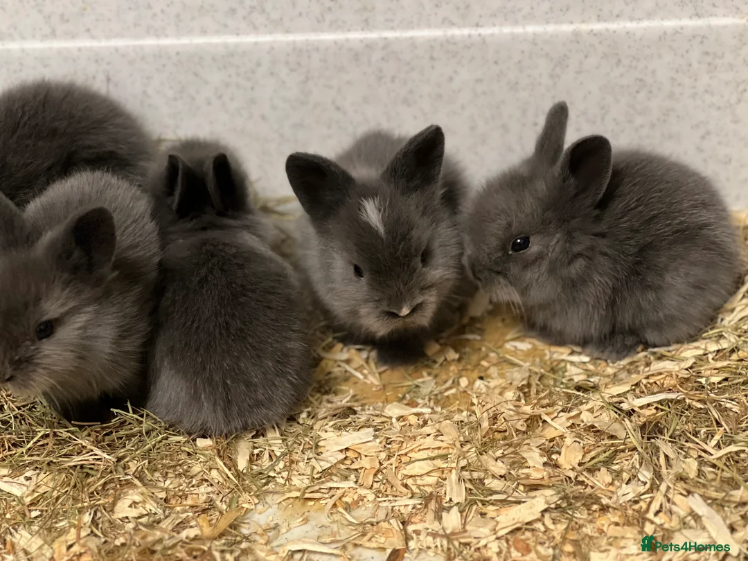 Lionhead rabbits for sale: Double Lionhead Baby Rabbits - Advert 1