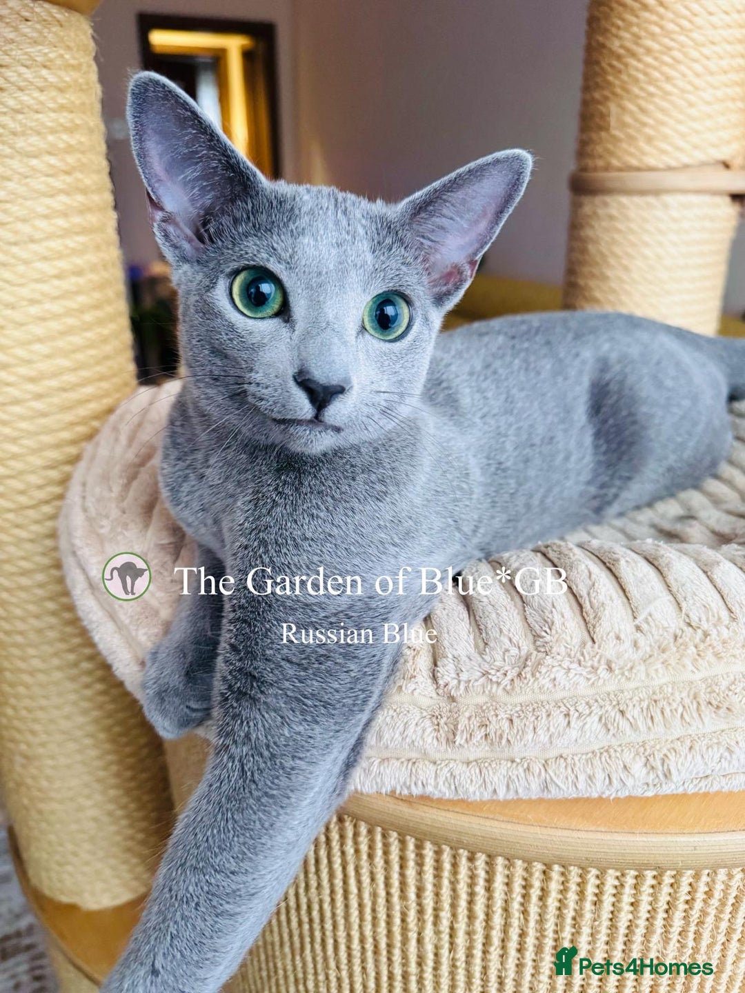 Russian Blue cats for sale: Adorable 6-Month-Old Russian Blue Kittens - Advert 13