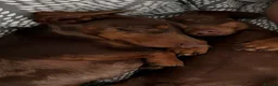 Miniature Dachshund dogs for sale: Beautiful Chocolate and Tan Miniature Dachshund  - Advert 7