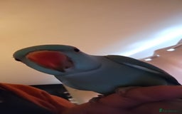 Ringnecks birds for sale: Tame 1yr old male blue Indian Ringneck  - Image 5