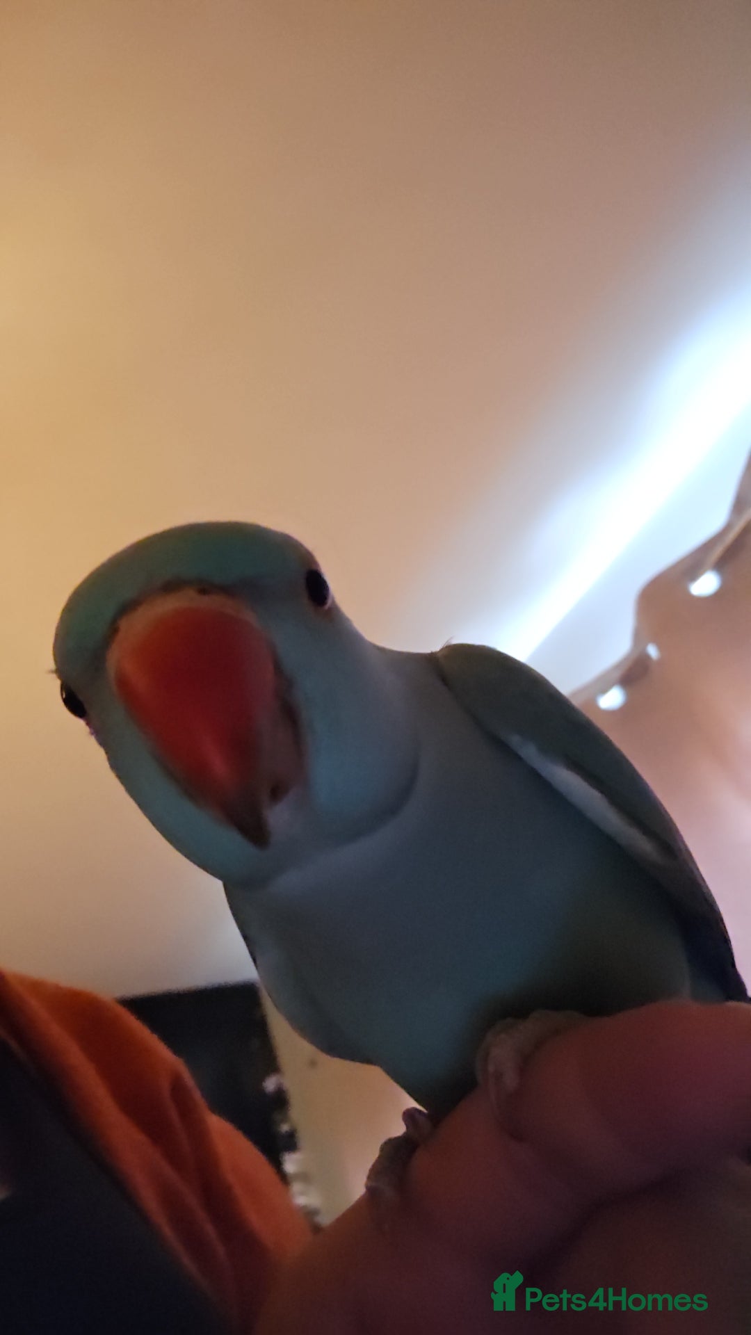 Ringnecks birds for sale: Tame 1yr old male blue Indian Ringneck  - Image 5