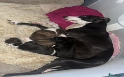 Mixed Breed dogs for sale: Shar pei cross girls  - Image 11