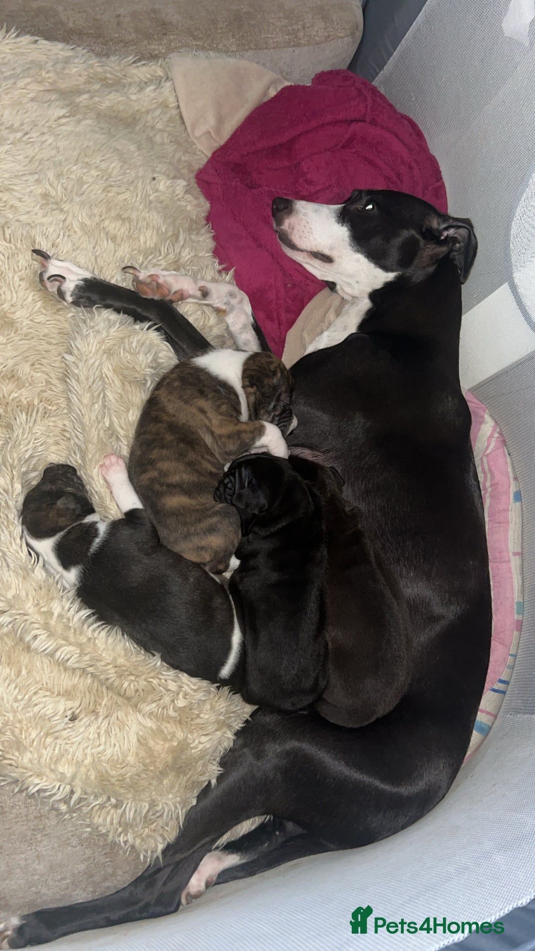 Mixed Breed dogs for sale: Shar pei cross girls  - Image 11