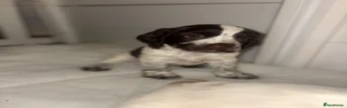 Cocker Spaniel 4