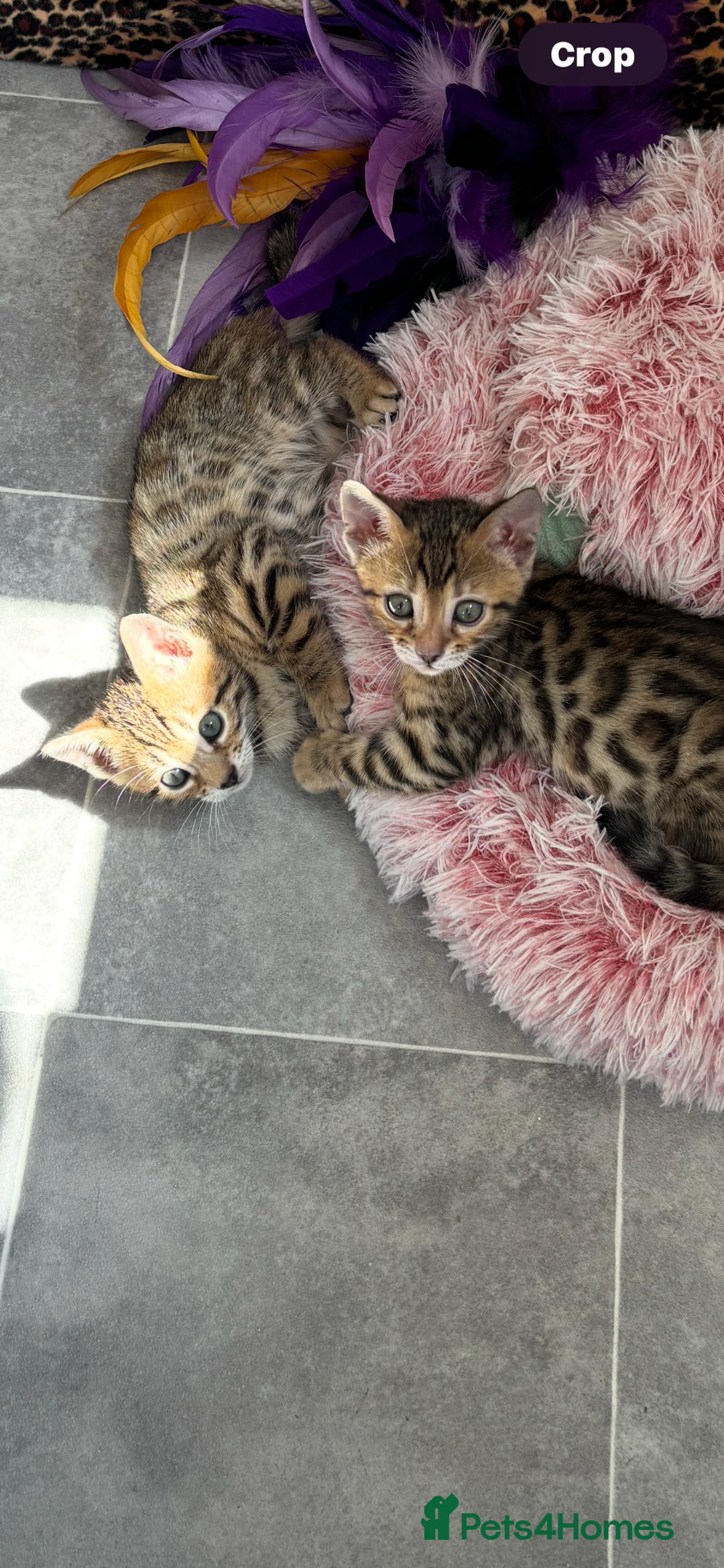 Bengal cats for sale: 😻Tica Best Bengal UK sired Kittens 🏆 🐾 🐱  - Image 25