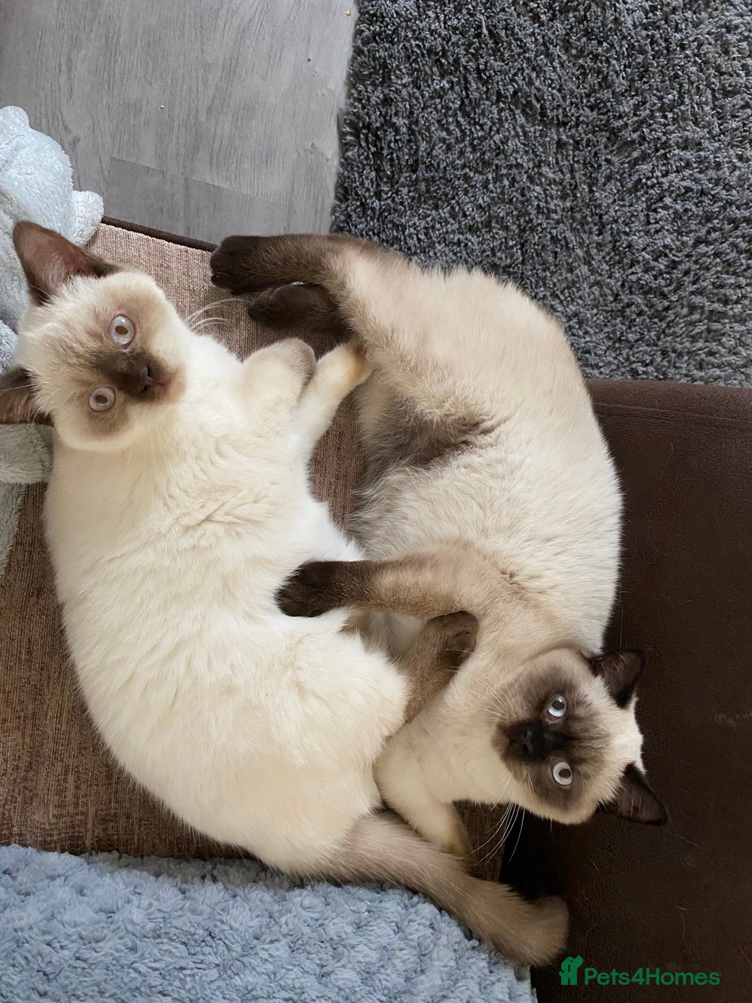 British Shorthair cats for sale: Seal Colourpoint British Shorthairs Duke&Darcey - Advert 1