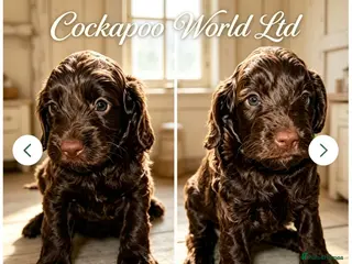 Cockapoo dogs DNA CLEAR, Stunning Cockapoos Ready 5th September - Advert 3