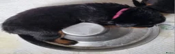Rottweiler dogs for sale: Viewing now. Kc reg, health tested parents - Advert 3