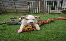 Mixed Breed dogs for sale: Husky mix puppies. Ready to leave! - Image 31