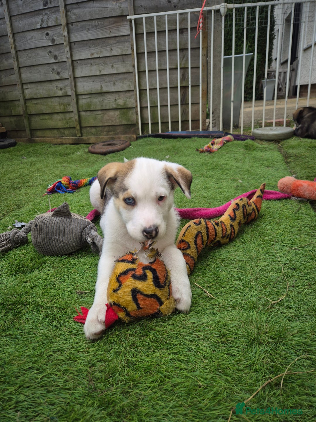 Mixed Breed dogs for sale: Husky mix puppies. Ready to leave! - Image 31