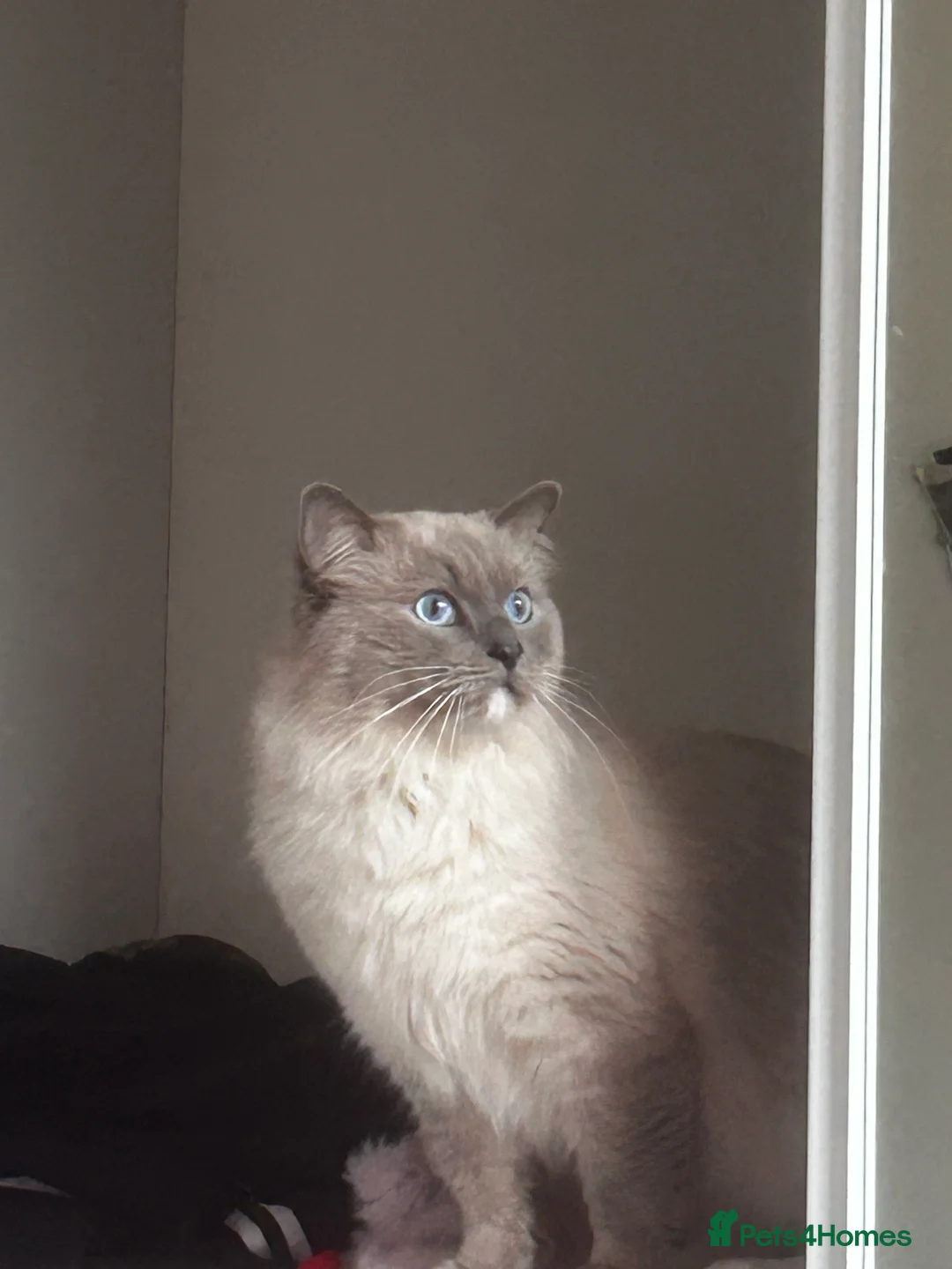 Mixed Breed cats for sale: Ragdoll mix  in London - Advert 7