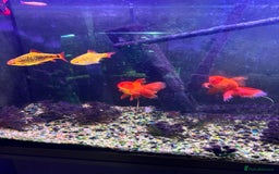 Fancy Goldfish fish for sale: Stocked cold water tank - Image 2