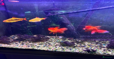 Fancy Goldfish fish - Advert 4