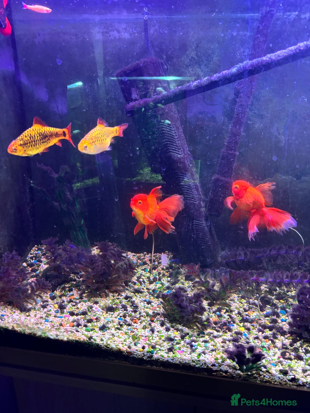 Fancy Goldfish fish for sale: Stocked cold water tank - Image 2