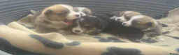 Welsh Corgi Pembroke dogs for sale: Kc pembroke corgi puppies - Advert 25