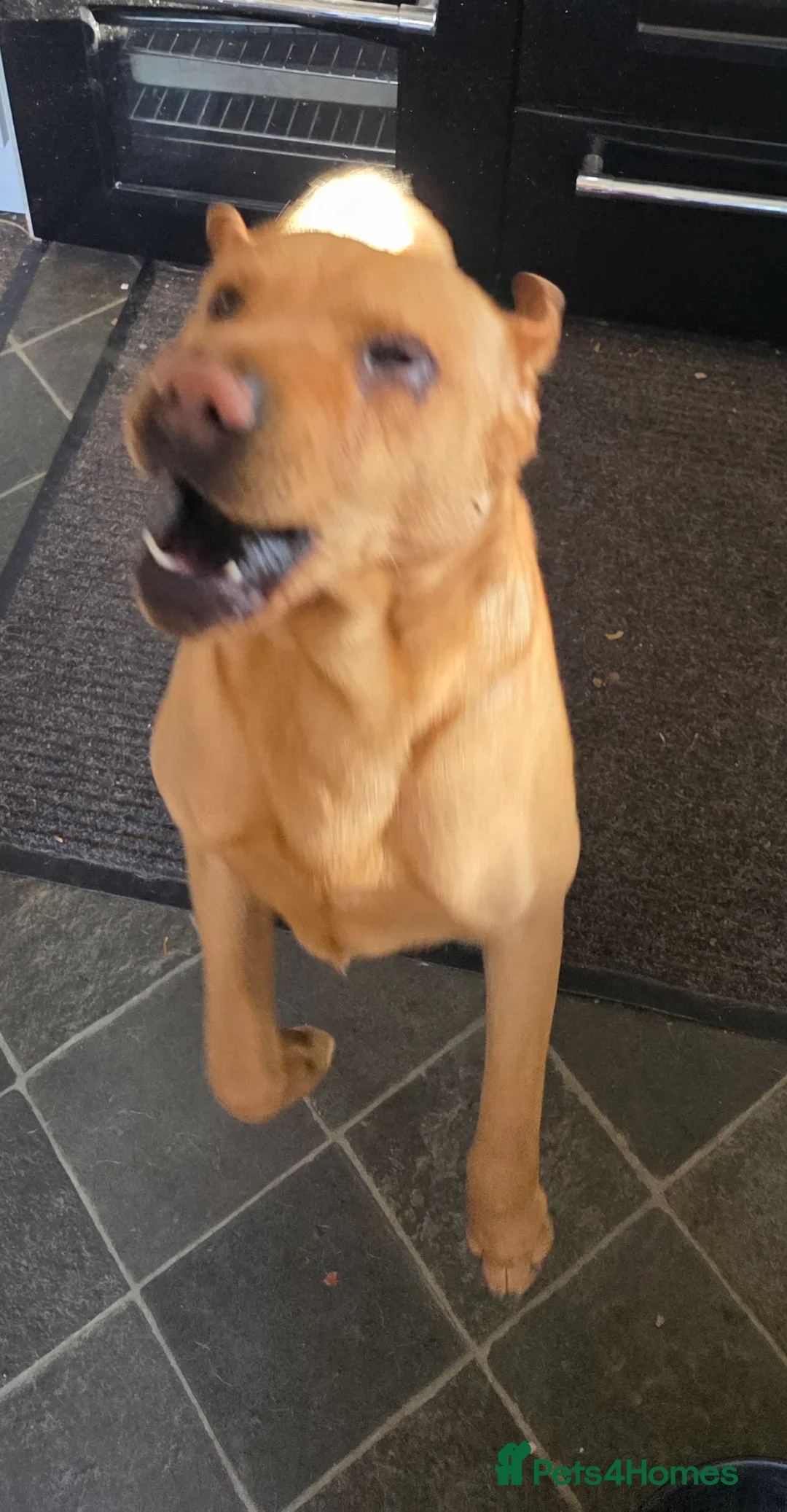 Mixed Breed dogs for sale: Shar pei x mini labradoodle looking 4 a new home  in Penrith - Advert 5