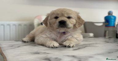 Golden Retriever dogs - Advert 1