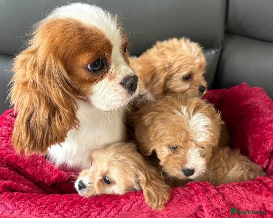 Cavapoo dogs for sale: Beautiful cavapoos ready now - Advert 3