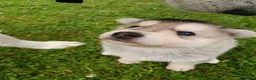 Northern Inuit dogs for sale: Northern Inuit puppies  in Inverness - Advert 14