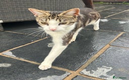 Domestic Shorthair cats for sale: Young female cat needs rehoming - Image 2
