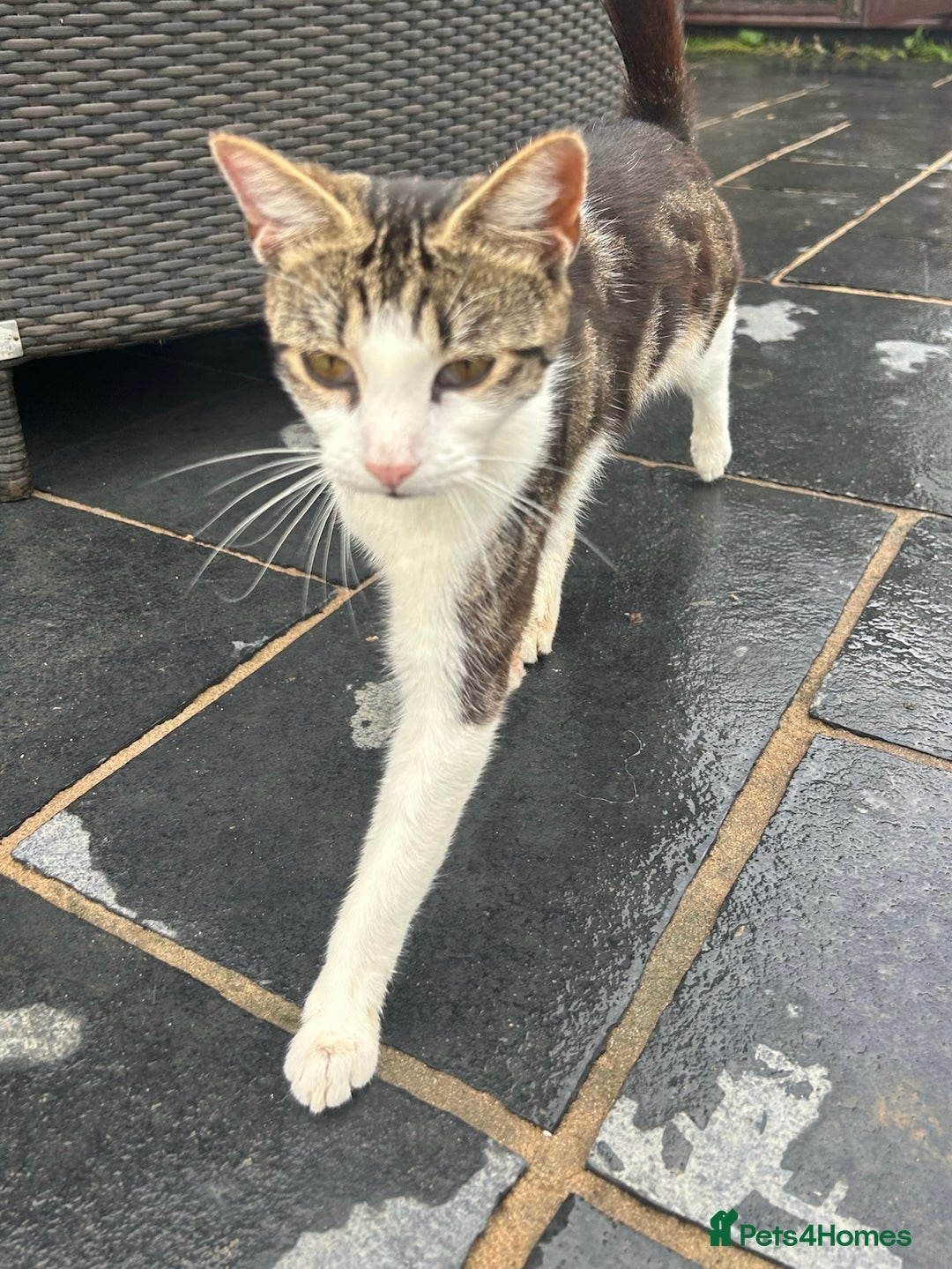 Domestic Shorthair cats for sale: Young female cat needs rehoming - Image 2